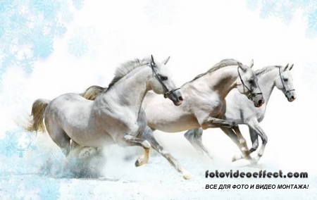 Horses /  -  (  )