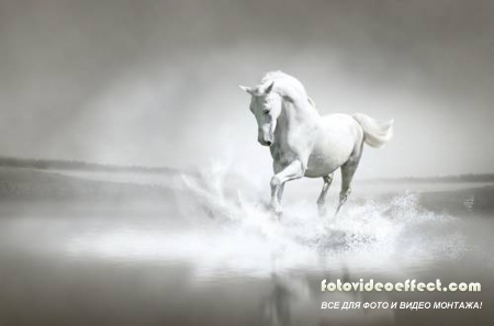 Horses /  -  (  )