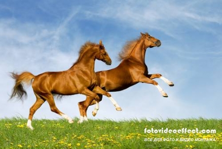 Horses /  -  (  )