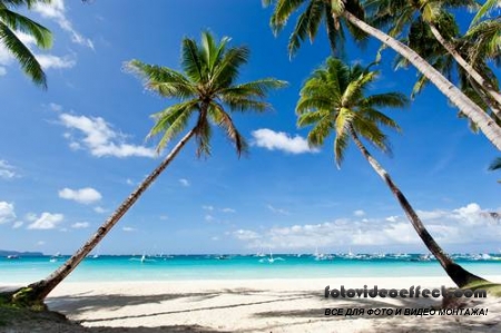 Tropical Beach |   - Photostock