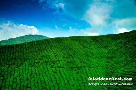 Green field |    - Photostock