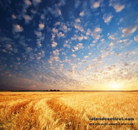 Green field |    - Photostock