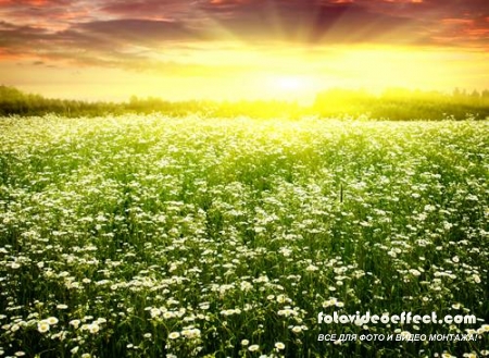 Green field |    - Photostock