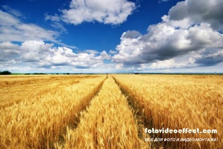 Green field |    - Photostock