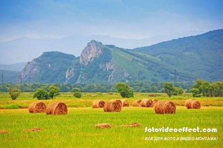 Green field |    - Photostock