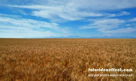 Green field |    - Photostock