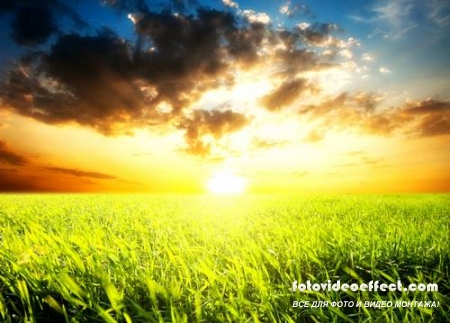 Green field |    - Photostock