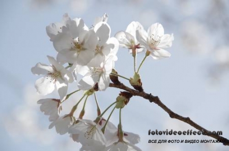 Sakura |  - Photostock