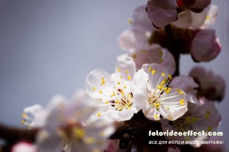 Sakura |  - Photostock