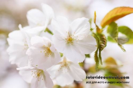 Sakura |  - Photostock