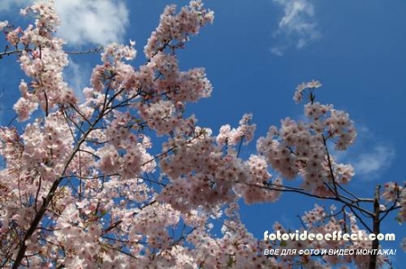 Sakura |  - Photostock