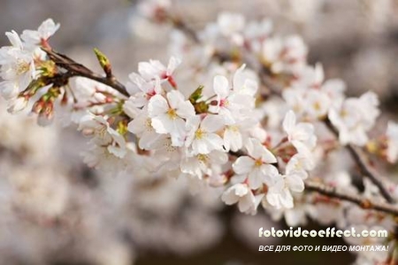 Sakura |  - Photostock