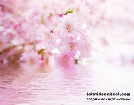 Sakura |  - Photostock