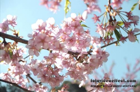 Sakura |  - Photostock