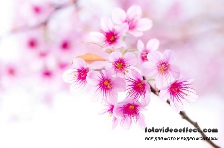 Sakura |  - Photostock