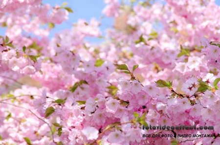 Sakura |  - Photostock