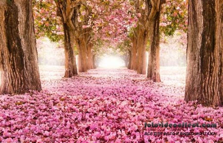 Sakura |  - Photostock