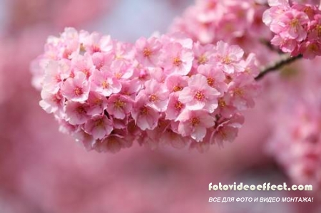 Sakura |  - Photostock