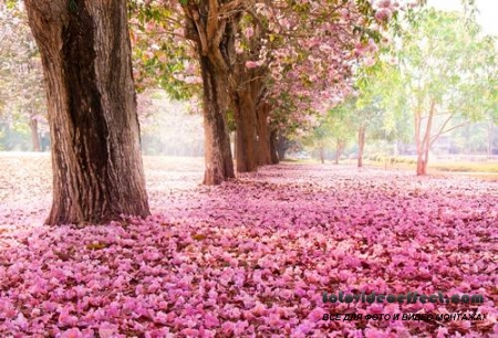 Sakura |  - Photostock