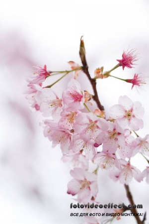 Sakura |  - Photostock