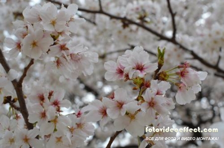 Sakura |  - Photostock