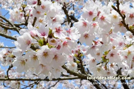 Sakura |  - Photostock