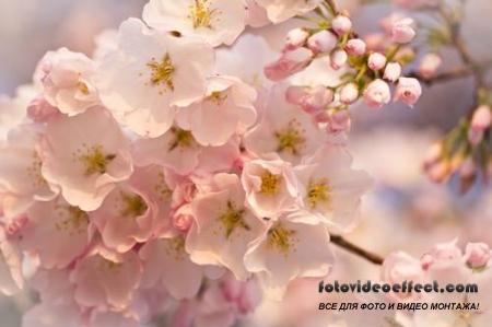 Sakura |  - Photostock