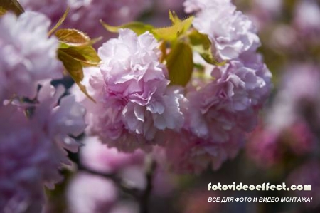 Sakura |  - Photostock