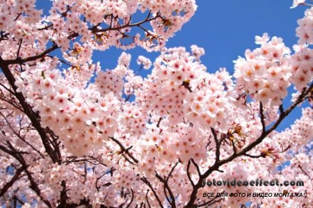 Sakura |  - Photostock