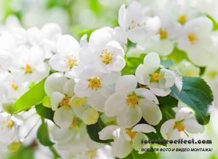 Sakura |  - Photostock