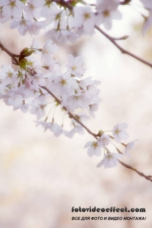 Sakura |  - Photostock