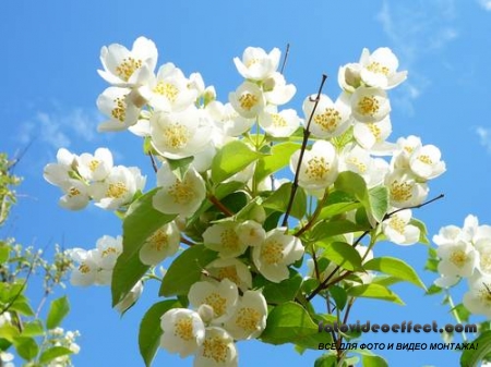 Sakura |  - Photostock