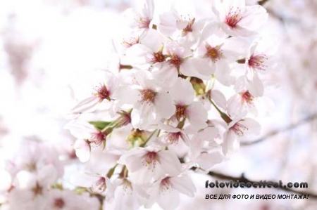 Sakura |  - Photostock