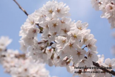 Sakura |  - Photostock