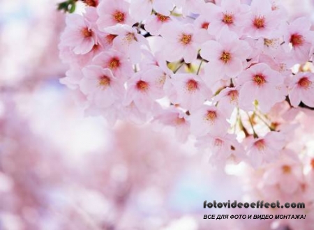 Sakura |  - Photostock
