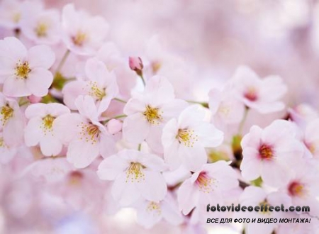 Sakura |  - Photostock