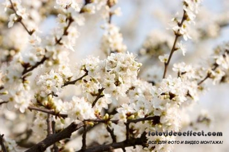 Sakura |  - Photostock