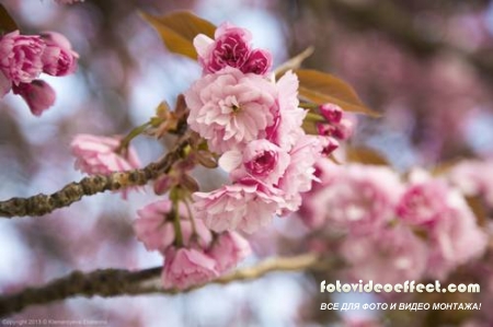 Sakura |  - Photostock