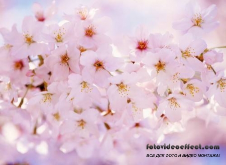 Sakura |  - Photostock