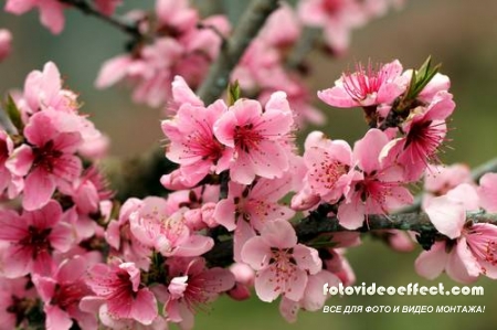 Sakura |  - Photostock