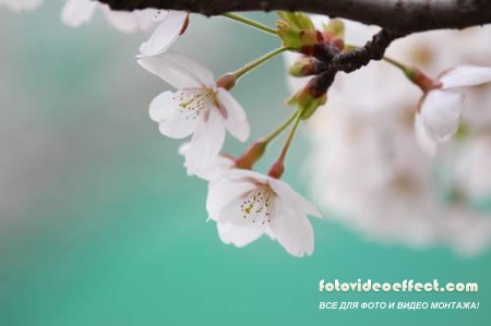 Sakura |  - Photostock