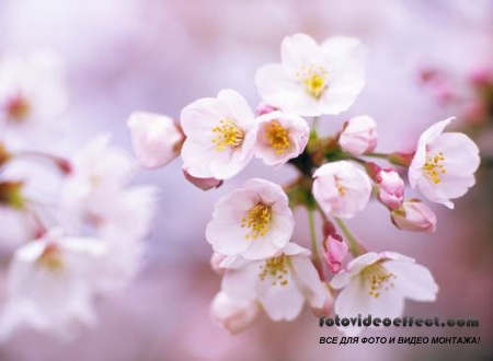 Sakura |  - Photostock