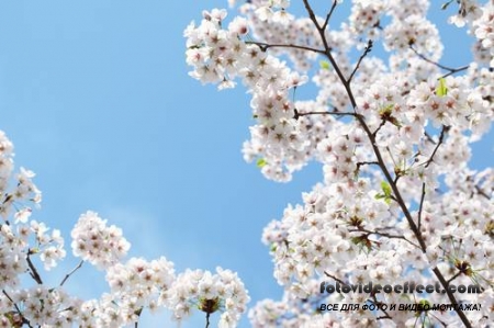 Sakura |  - Photostock