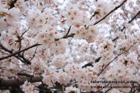 Sakura |  - Photostock