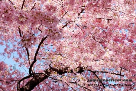 Sakura |  - Photostock