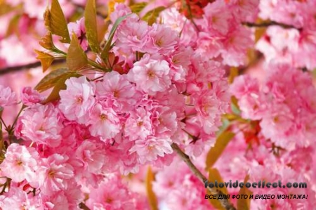 Sakura |  - Photostock