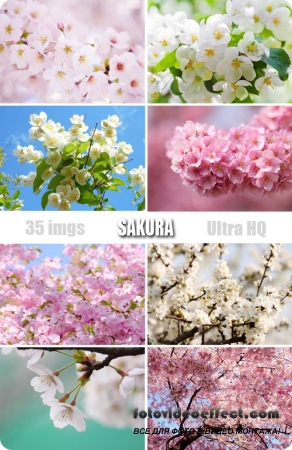 Sakura |  - Photostock