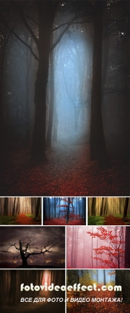 Stock Photo: Mystic forest during a foggy day 