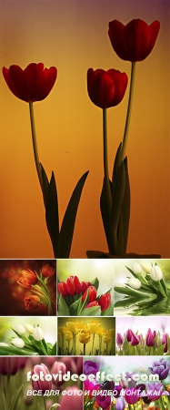 Stock Photo: Fresh Tulips with Dew Drops