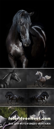 Stock Photo: Portrait of black horse on a black background